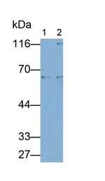 LBP Antibody in Western Blot (WB)