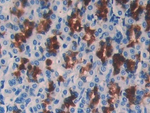 Cystatin B Monoclonal Antibody (C13)