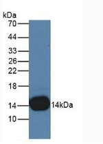 Cystatin B Antibody in Western Blot (WB)