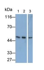 TGF beta-3 Antibody in Western Blot (WB)