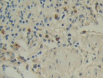 IL-12 p35 Antibody in Immunohistochemistry (Paraffin) (IHC (P))