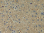 IL-12 p35 Antibody in Immunohistochemistry (Paraffin) (IHC (P))