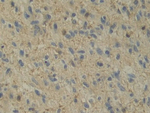 IL-12 p35 Antibody in Immunohistochemistry (Paraffin) (IHC (P))