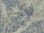IL-12 p35 Antibody in Immunohistochemistry (Paraffin) (IHC (P))