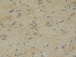IL-12 p35 Antibody in Immunohistochemistry (Paraffin) (IHC (P))