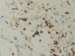 IL-12 p35 Monoclonal Antibody (C4)