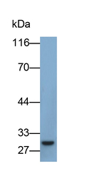 IL-12 p35 Antibody in Western Blot (WB)