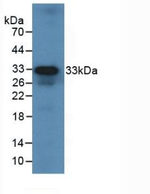 IL-12 p35 Antibody in Western Blot (WB)