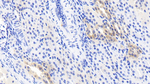 beta L Crystallin Monoclonal Antibody (C2)