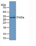 beta L Crystallin Antibody in Western Blot (WB)