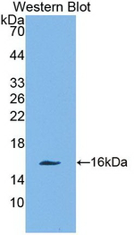 Galectin 10 Antibody in Western Blot (WB)