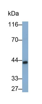 PGC Antibody in Western Blot (WB)