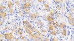 IL-12 p40 Antibody in Immunohistochemistry (Paraffin) (IHC (P))