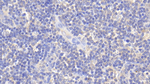 IL-12 p40 Antibody in Immunohistochemistry (Paraffin) (IHC (P))