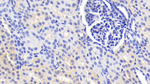 IL-12 p40 Antibody in Immunohistochemistry (Paraffin) (IHC (P))