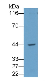 IL-12 p40 Antibody in Western Blot (WB)