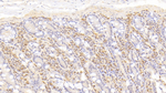CD177 Monoclonal Antibody (C11)