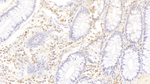 CD177 Antibody in Immunohistochemistry (Paraffin) (IHC (P))