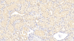 ISLR Antibody in Immunohistochemistry (Paraffin) (IHC (P))