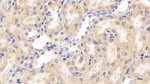 Nephrin Monoclonal Antibody (C2)