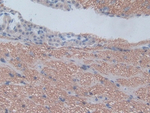 CXCL1 Monoclonal Antibody (A5)