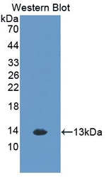 CXCL1 Antibody in Western Blot (WB)