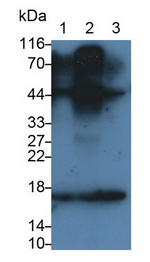 CRF Antibody in Western Blot (WB)