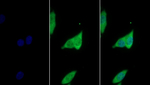 Cyclophilin A Antibody in Immunocytochemistry (ICC/IF)
