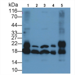 Cyclophilin A Antibody in Western Blot (WB)