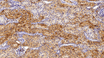 FGF1 Antibody in Immunohistochemistry (Paraffin) (IHC (P))