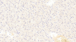 ALPL Antibody in Immunohistochemistry (Paraffin) (IHC (P))