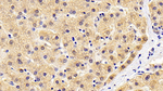 MMP13 Antibody in Immunohistochemistry (Paraffin) (IHC (P))
