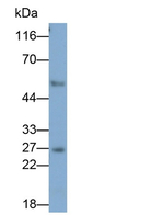 Granzyme K Antibody in Western Blot (WB)