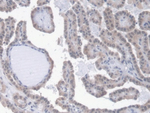 Epo Monoclonal Antibody (C4)