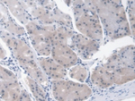 Epo Antibody in Immunohistochemistry (Paraffin) (IHC (P))