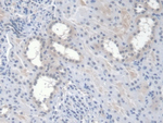 Epo Antibody in Immunohistochemistry (Paraffin) (IHC (P))