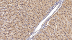 Angiostatin Antibody in Immunohistochemistry (Paraffin) (IHC (P))