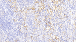 Ferritin Light Chain Antibody in Immunohistochemistry (Paraffin) (IHC (P))