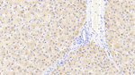 Ferritin Light Chain Antibody in Immunohistochemistry (Paraffin) (IHC (P))