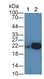 Ferritin Light Chain Antibody in Western Blot (WB)