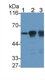 beta Tubulin Antibody in Western Blot (WB)