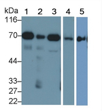 SDHA Antibody in Western Blot (WB)