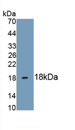 HBEGF Antibody in Western Blot (WB)