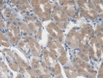 LGALS3BP Antibody in Immunohistochemistry (Paraffin) (IHC (P))
