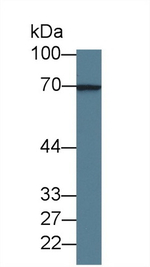 LGALS3BP Antibody in Western Blot (WB)