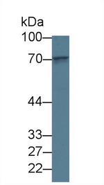 LGALS3BP Antibody in Western Blot (WB)