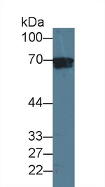 LGALS3BP Antibody in Western Blot (WB)