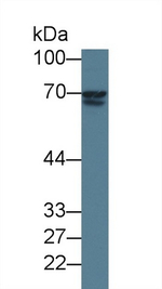 LGALS3BP Antibody in Western Blot (WB)