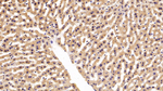 EpoR Antibody in Immunohistochemistry (Paraffin) (IHC (P))