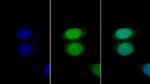 Lamin B1 Monoclonal Antibody (C5)